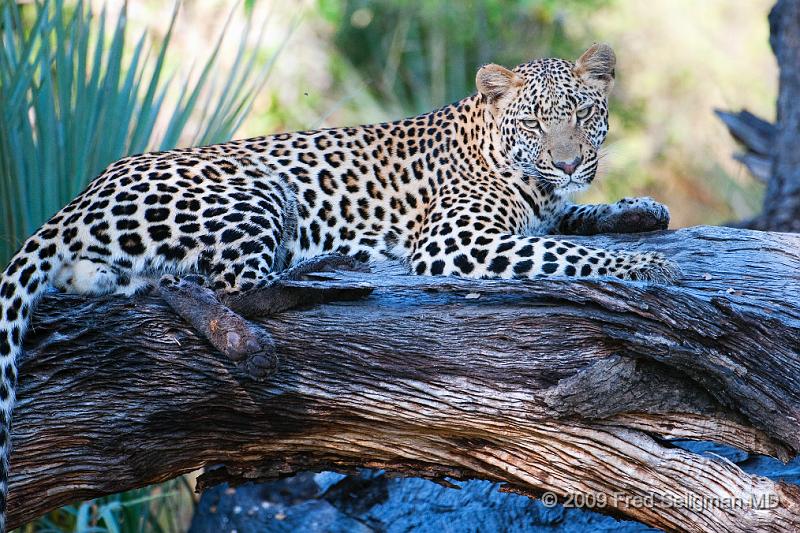 20090615_095702 D300 (6) X1.jpg - Leopard in Okavanga Delta, Botswana